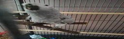 Parrots birds for sale: Young african grey parrot needs loving new home in Stanford-le-Hope - Advert 1