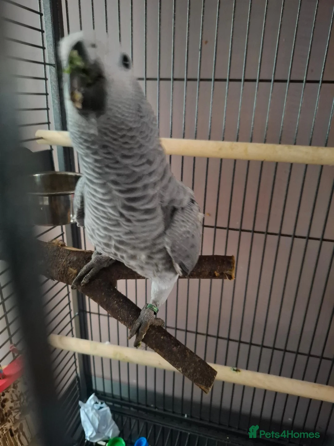 Parrots birds for sale: Young african grey parrot needs loving new home in Stanford-le-Hope - Advert 1
