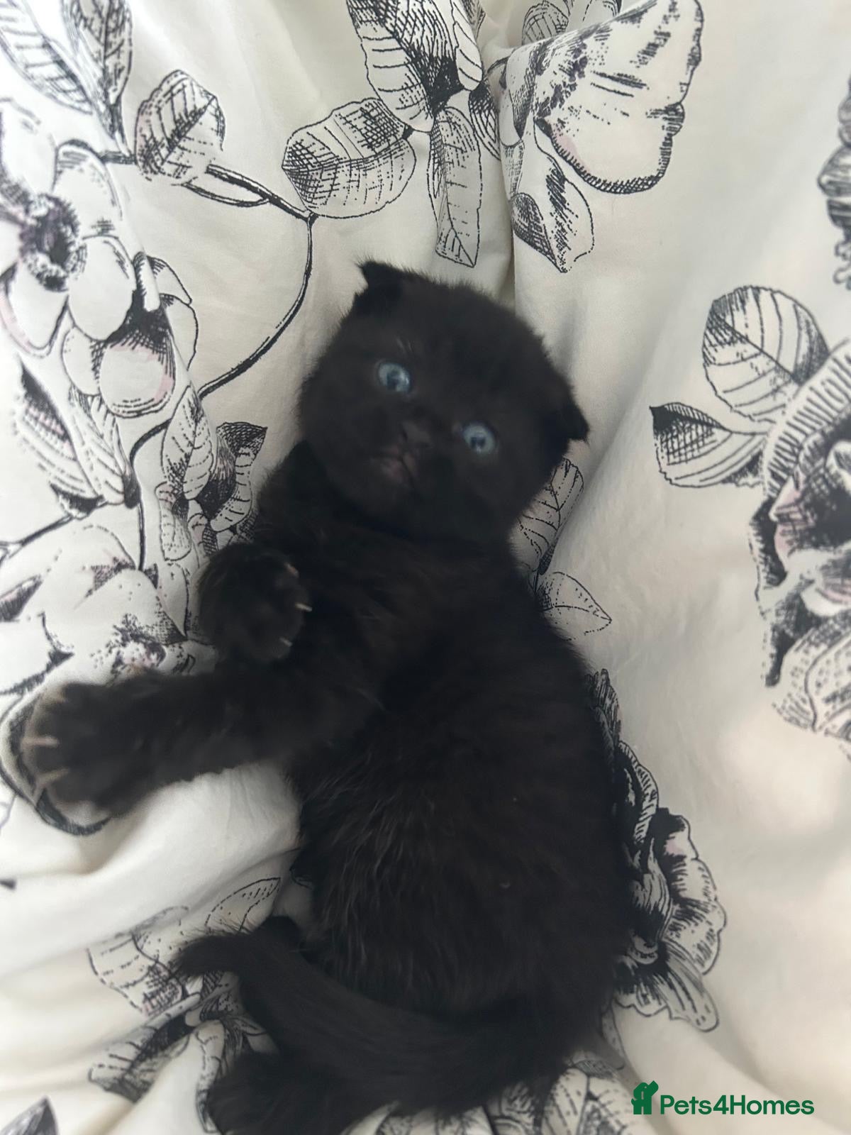 Scottish Fold cats Scottish Fold kittens - Advert 5