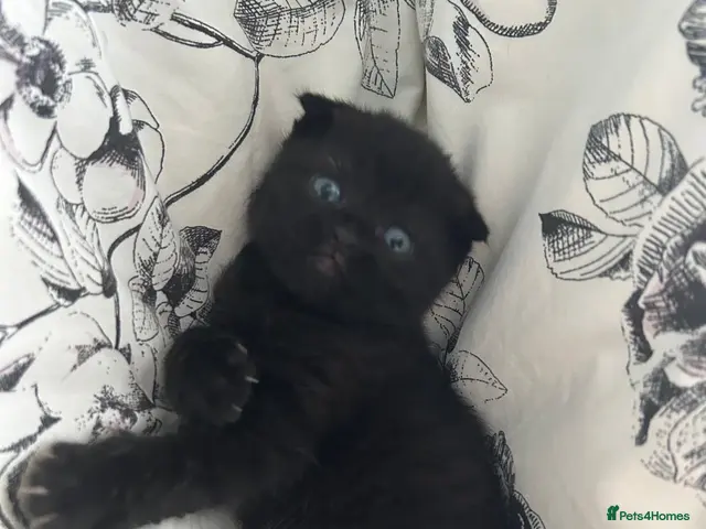 Scottish Fold cats Scottish Fold kittens - Advert 5