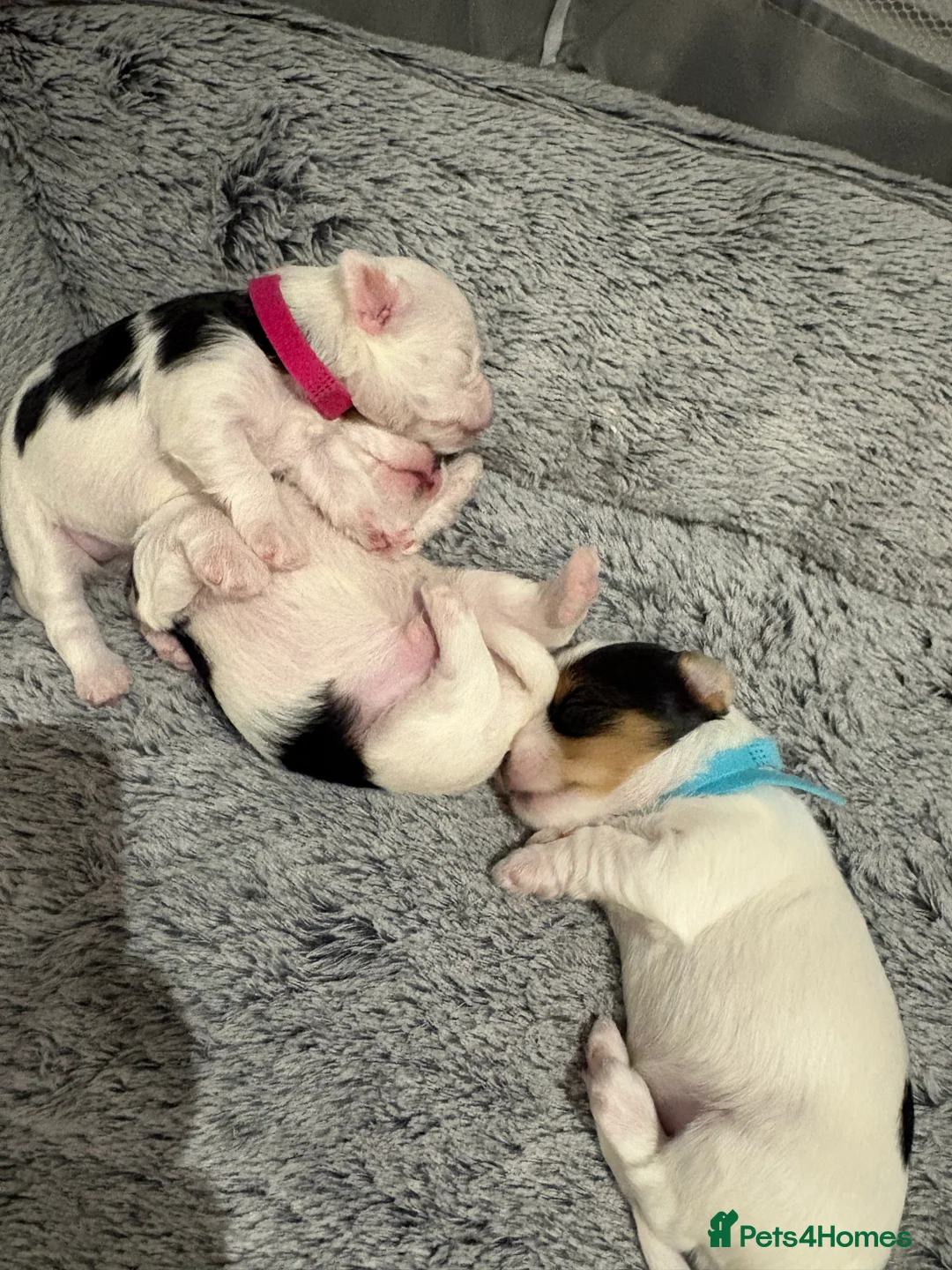 Yorkshire Terrier dogs for sale: Pure Biewer York Terriers for sale - Advert 6