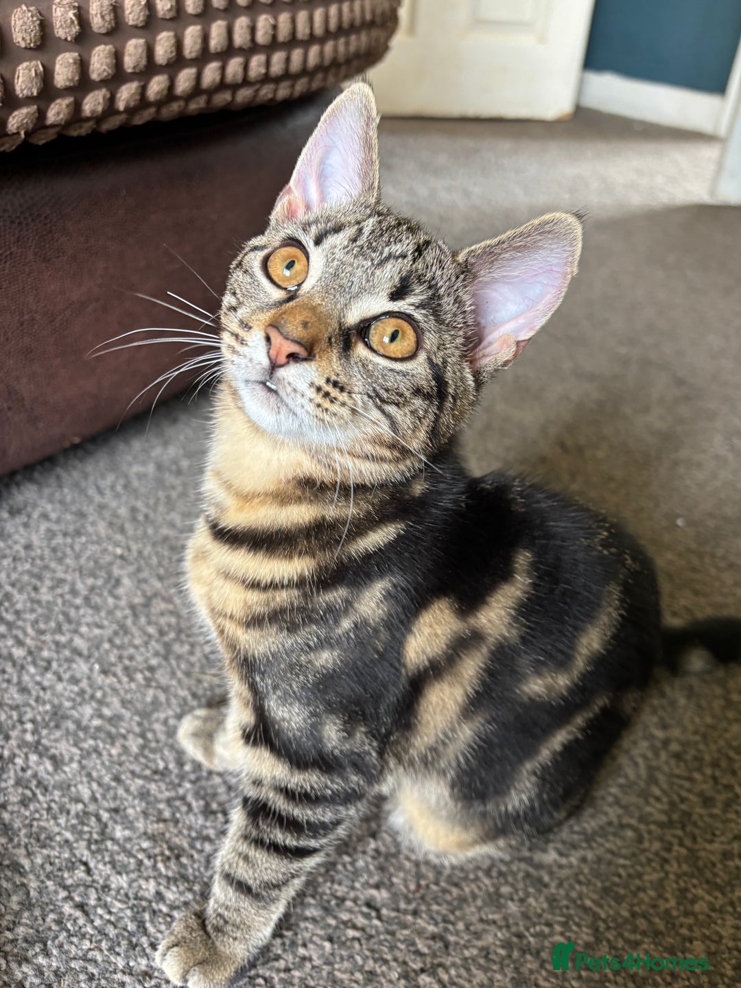 Mixed Breed cats for sale: 2 beautiful female kittens - Image 11