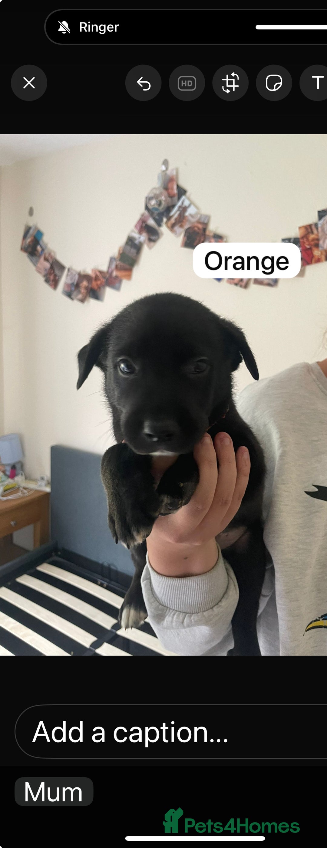 Cockerdor dogs for sale: Puppies for sale  - Image 5