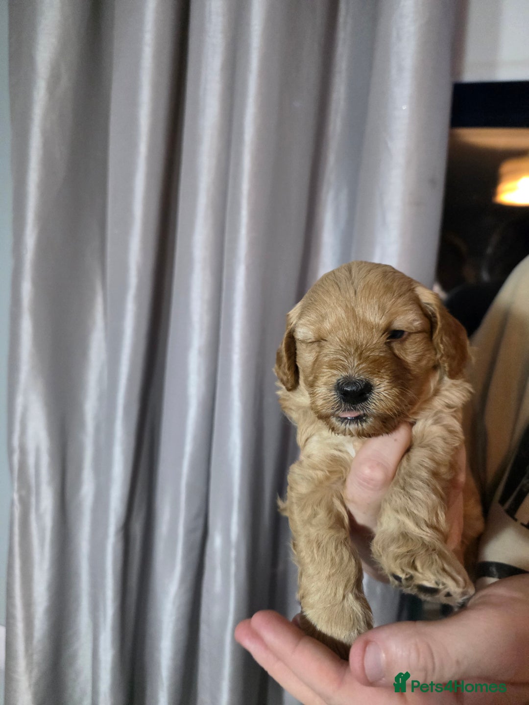 Cockapoo dogs for sale: Cockapoo puppies   - Advert 9