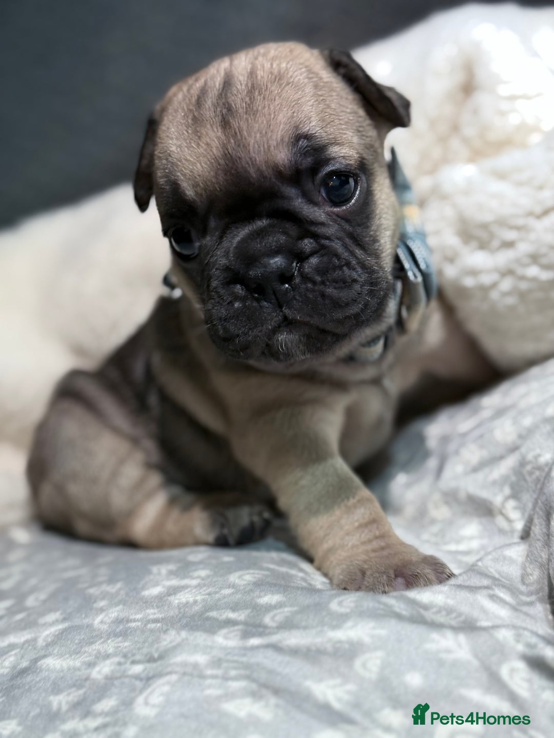 French Bulldog dogs for sale: French bulldog puppies for sale! - Advert 23