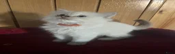Ragdoll cats for sale: Gorgeous Tica ragdoll kittens  - Advert 21