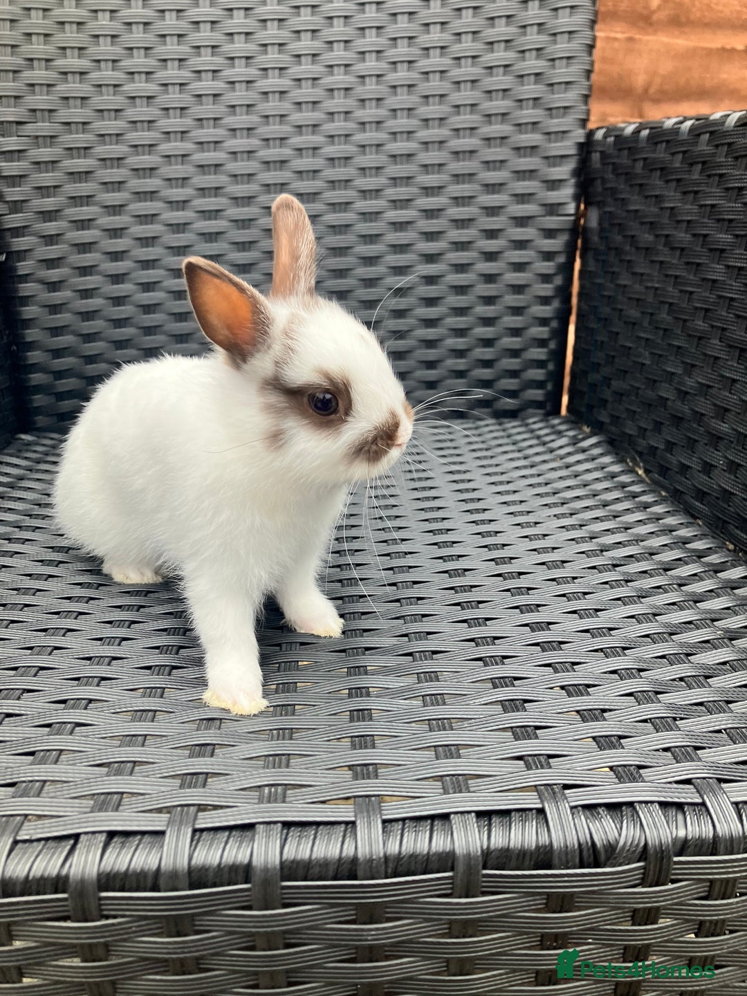 Netherland Dwarf rabbits for sale: Beautiful Netherland dwarfs - Image 4