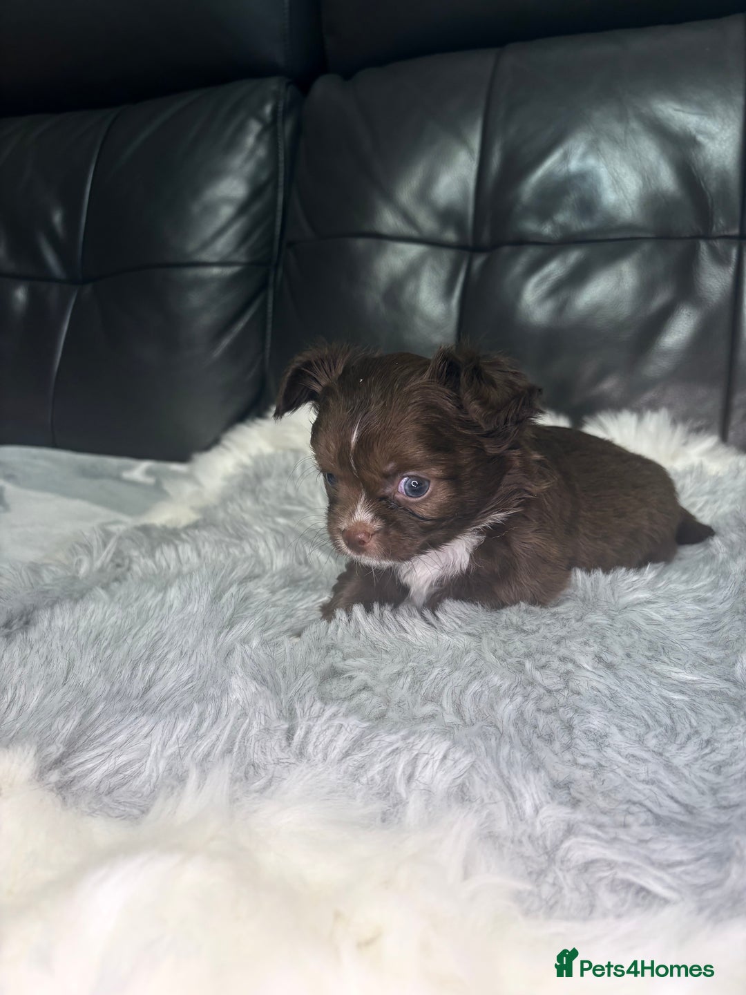 Chihuahua dogs for sale: Stunning tiny Chihuahua puppy’s male female  - Advert 3