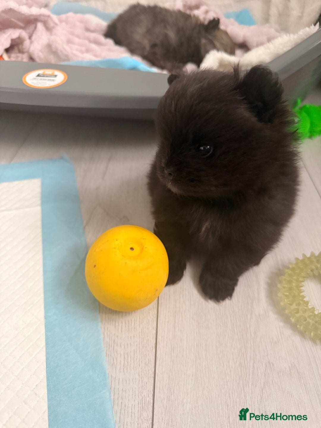 Pomeranian dogs for sale: Tiny Pomeranians - only boy left  - Advert 2