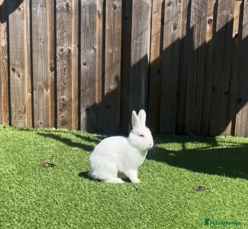 Mixed Breed rabbits Mabel - Advert 1