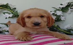 Cocker Spaniel dogs for sale: Ready today KC Show Winning Breeding - Image 11