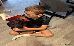 Miniature Dachshund dogs for sale: Miniature Dachshund Needing New Home  - Image 3