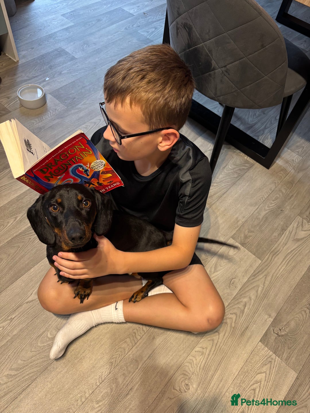 Miniature Dachshund dogs for sale: Miniature Dachshund Needing New Home  - Image 3