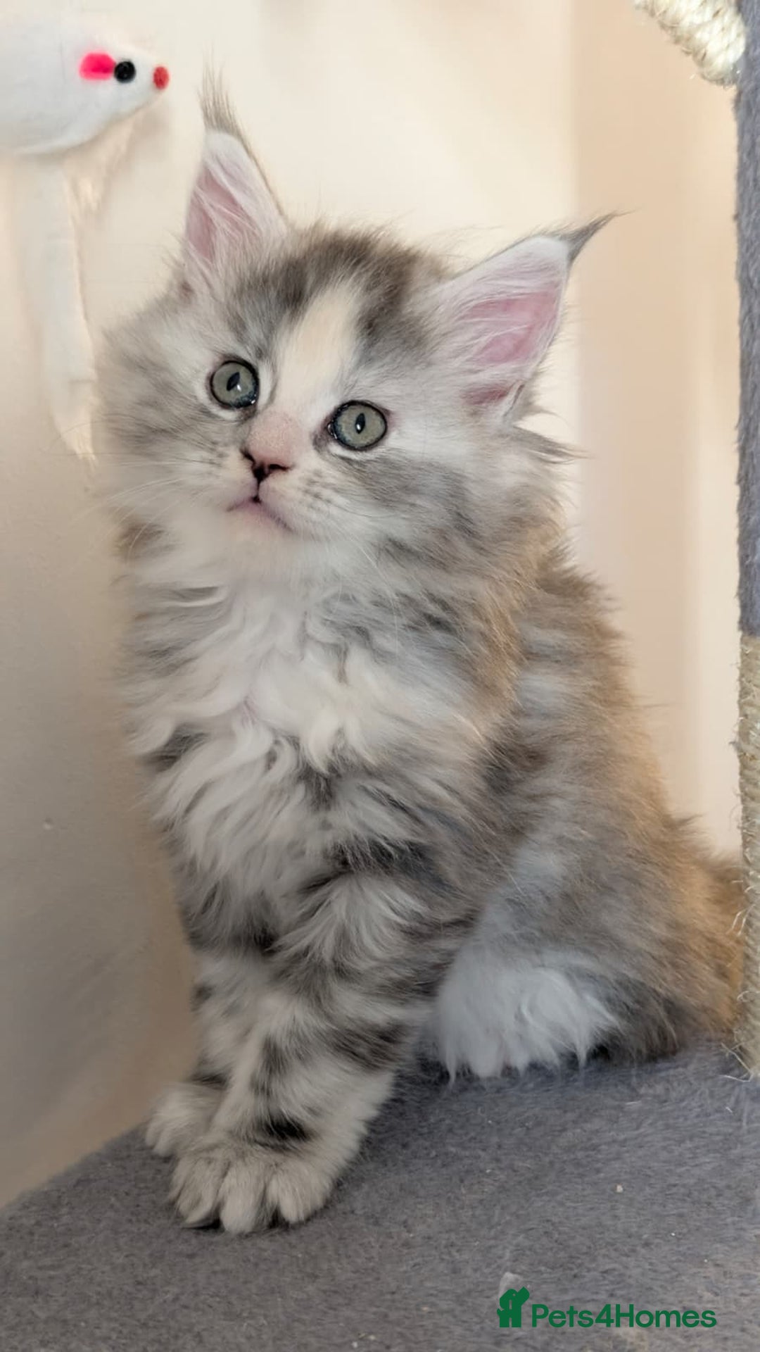 Maine Coon cats for sale: 8 week old mainecoon - Advert 4
