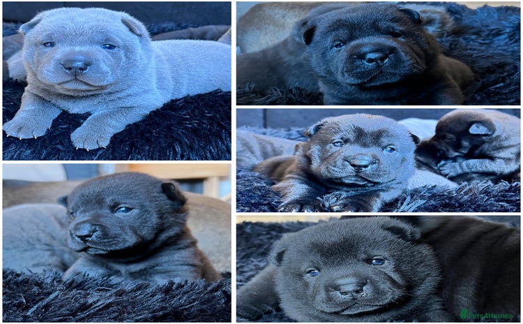 Mixed Breed dogs ChowPei Pups  - Advert 10