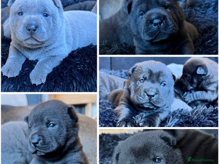 Mixed Breed dogs ChowPei Pups - Advert 4