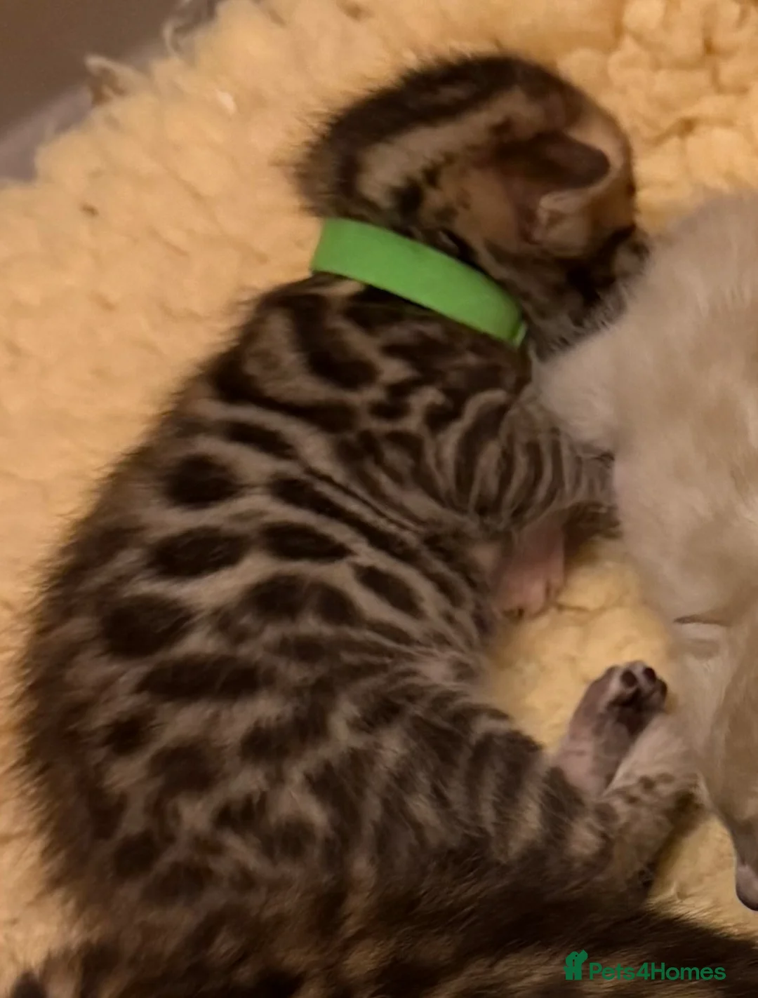 Bengal cats for sale: TICA 🐾 Health Tested 🐆 Bengal Kittens ❤️  - Advert 7