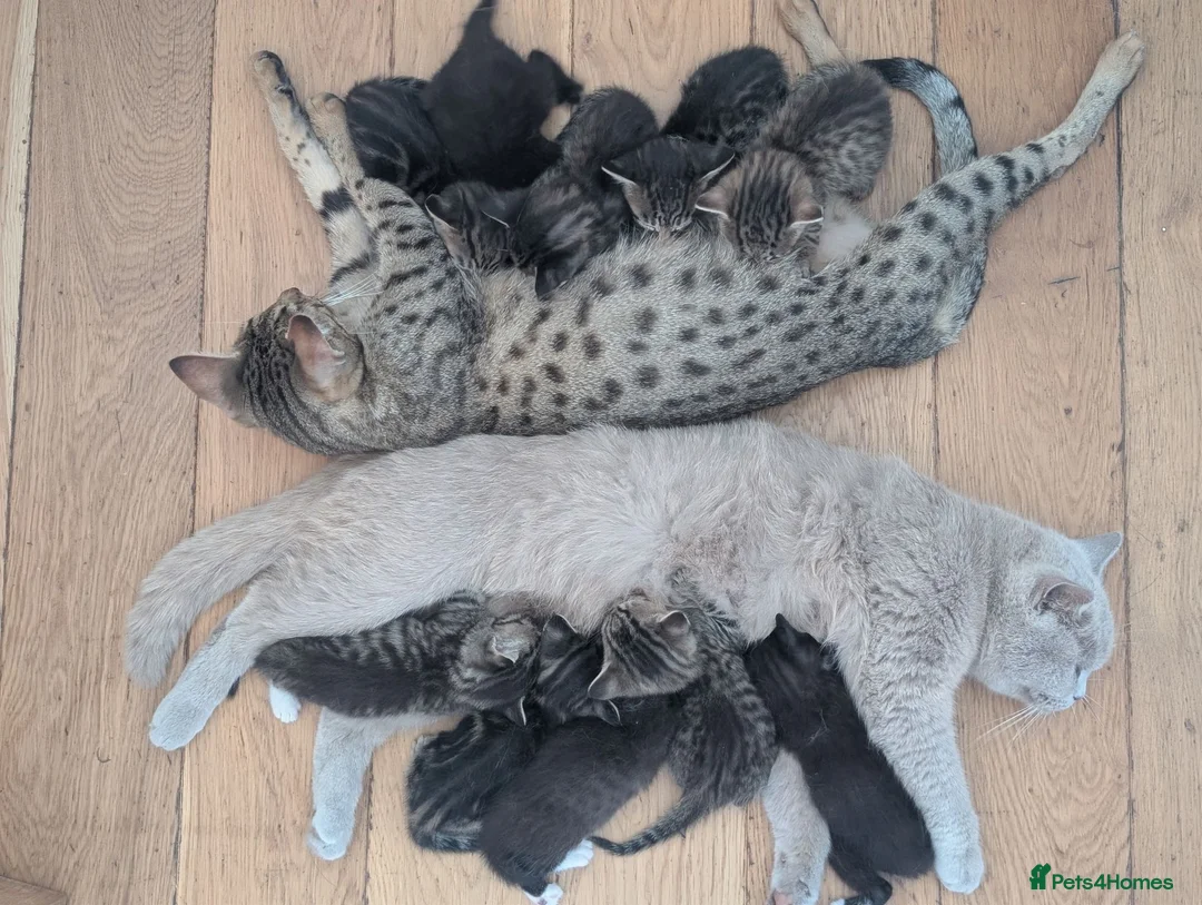 British Shorthair cats for sale: British short hair Savannah X  - Advert 1