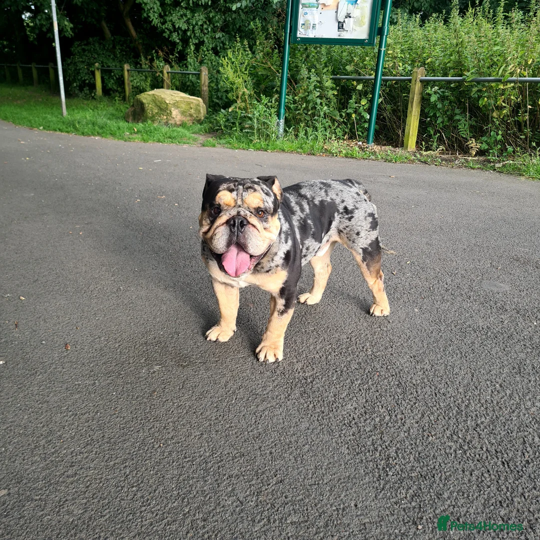 English Bulldog dogs for stud: Open for stud - proven producing fluffys.  in Leeds - Advert 10