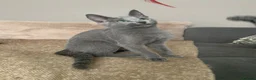 Russian Blue cats for sale: Championship and GCCF Russian blue kittens  - Advert 17