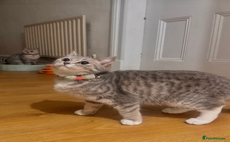British Shorthair cats - Advert 16
