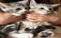 Persian cats for sale: Persian chinchilla mix of 3 boys left in St Albans - Image 9
