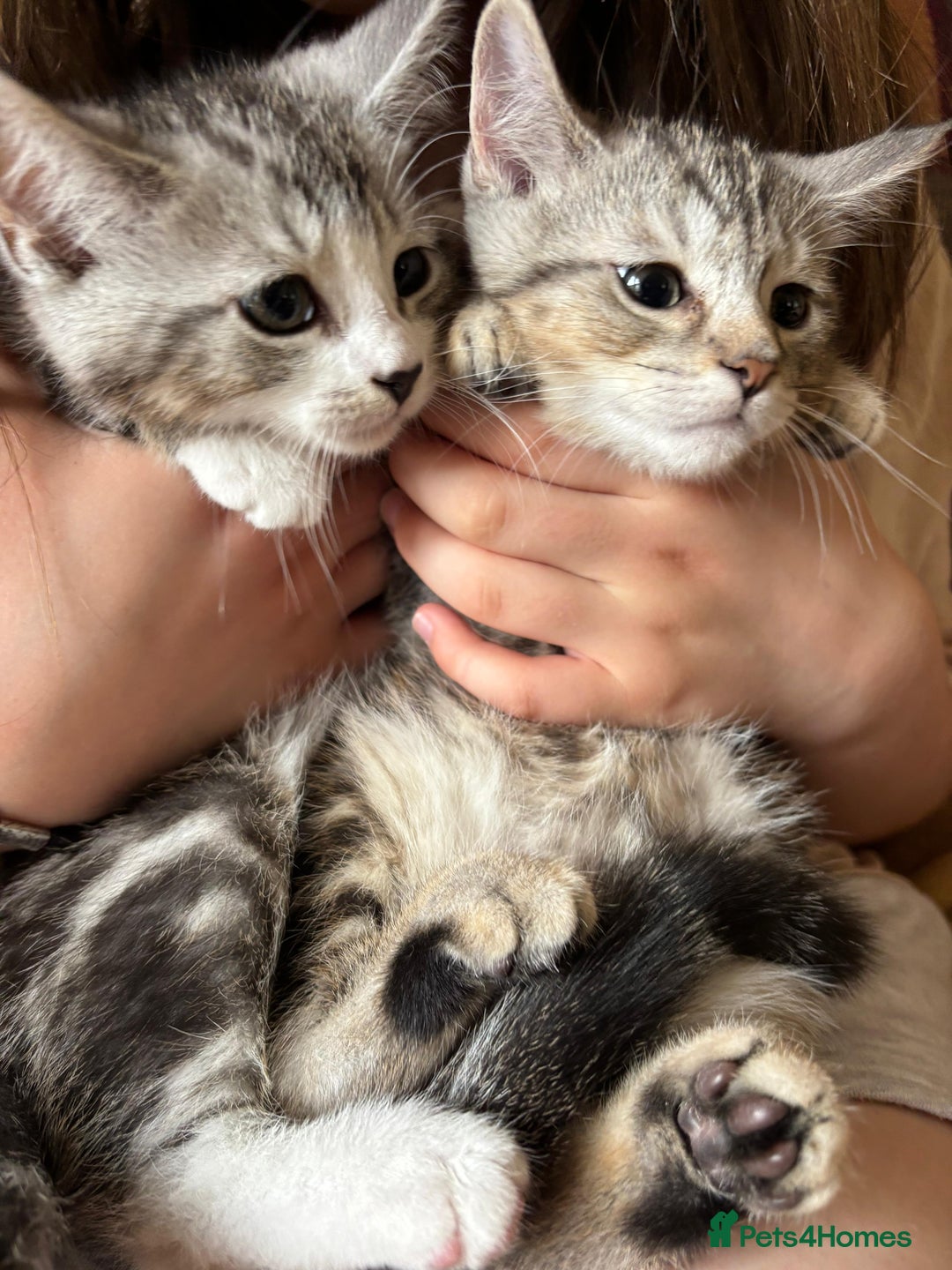 Persian cats for sale: Persian chinchilla mix of 3 boys left in St Albans - Image 9