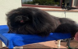 Pekingese dogs for sale: Gorgeous adult male and female  - Image 5