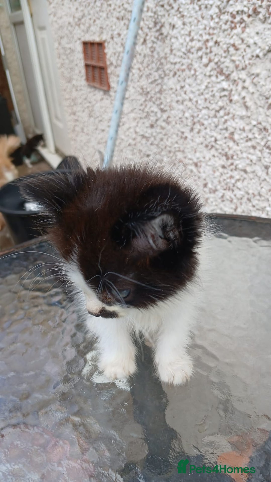Mixed Breed cats for sale: Fluffy kittens - Image 13