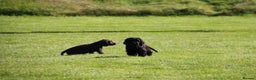 Cocker Spaniel dogs for sale: Gorgeous KC Reg Cocker Spaniels for Forever Homes - Advert 13