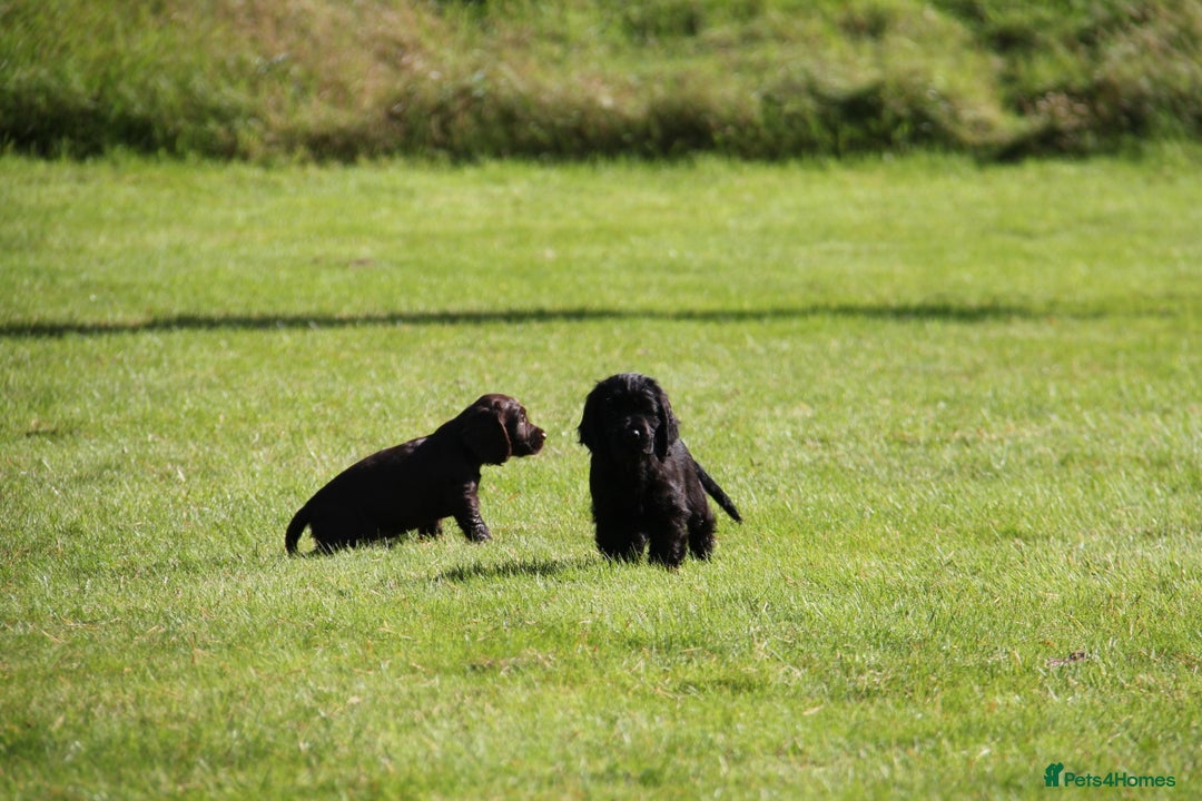 Cocker Spaniel dogs for sale: Gorgeous KC Reg Cocker Spaniels for Forever Homes - Advert 13