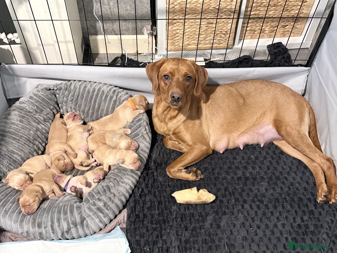 Labrador Retriever dogs for sale: Beautiful Labrador Pup - Advert 3