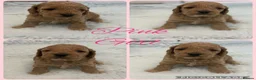 Cockapoo dogs for sale: Extensively Health Tested f1b Cockerpoo Puppies  - Advert 2