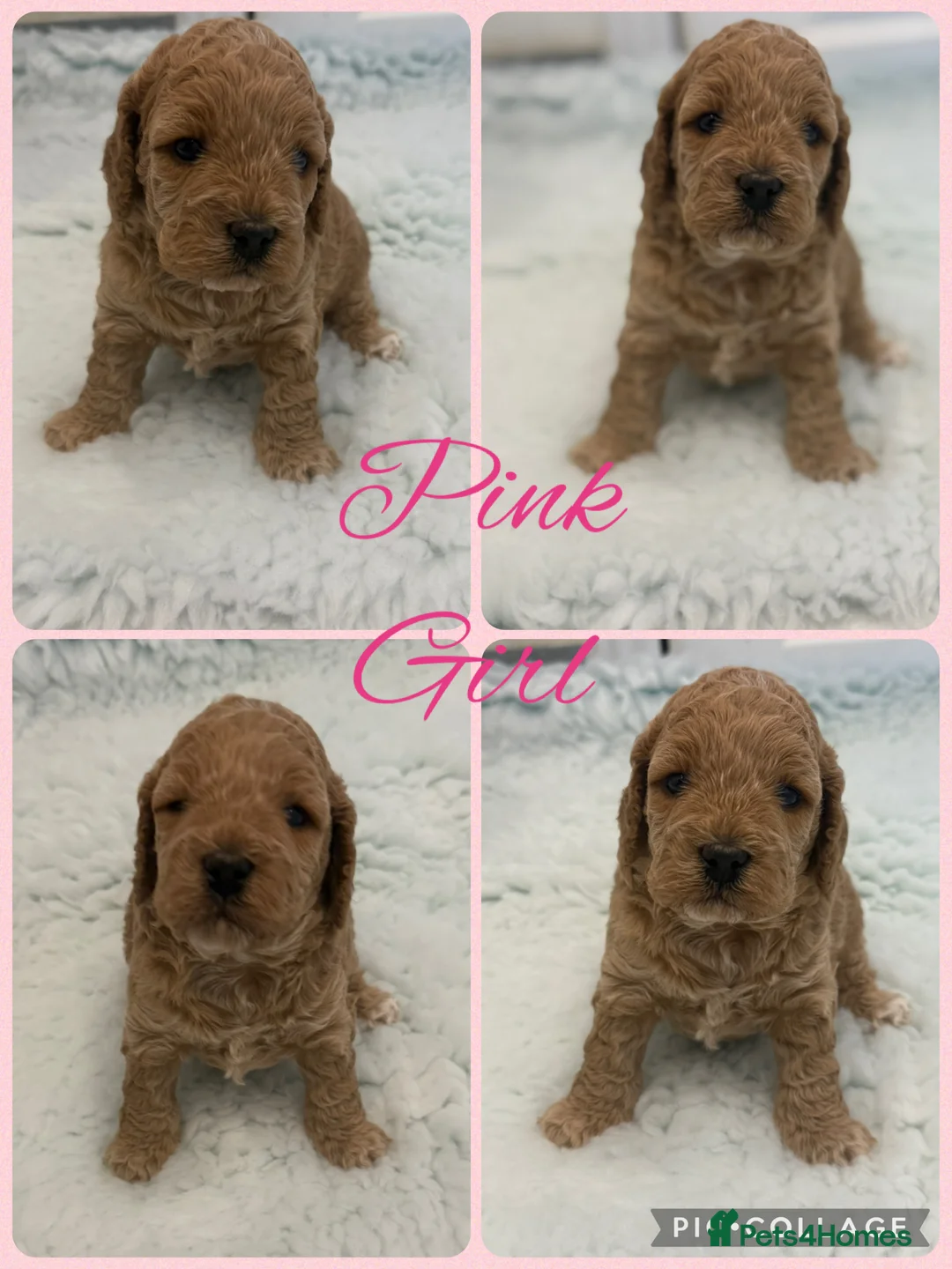 Cockapoo dogs for sale: Extensively Health Tested f1b Cockerpoo Puppies  - Advert 2