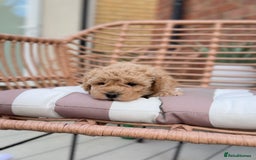 Cavapoochon dogs for sale: 5* Gorgeous F1b Cavapoochons - Image 3