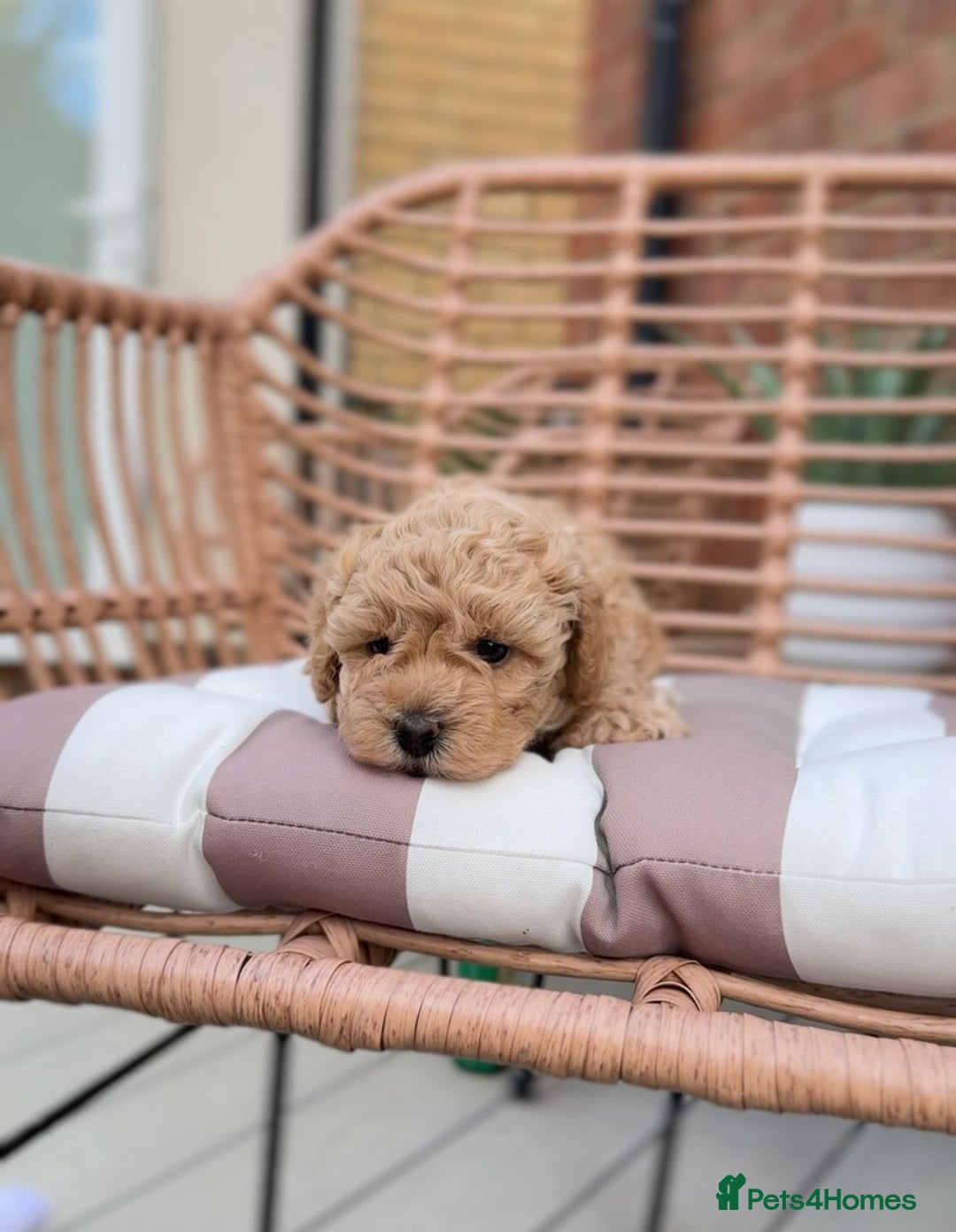 Cavapoochon dogs for sale: 5* Gorgeous F1b Cavapoochons - Image 3