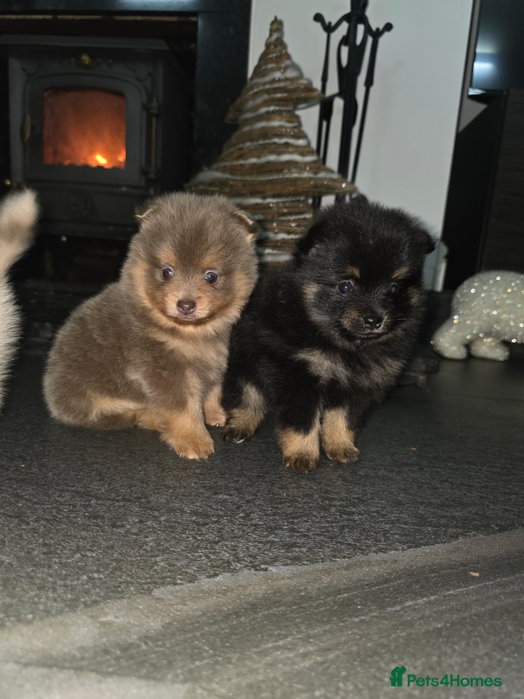 Pomeranian dogs for sale: Beautiful pomeranian puppies  - Advert 8