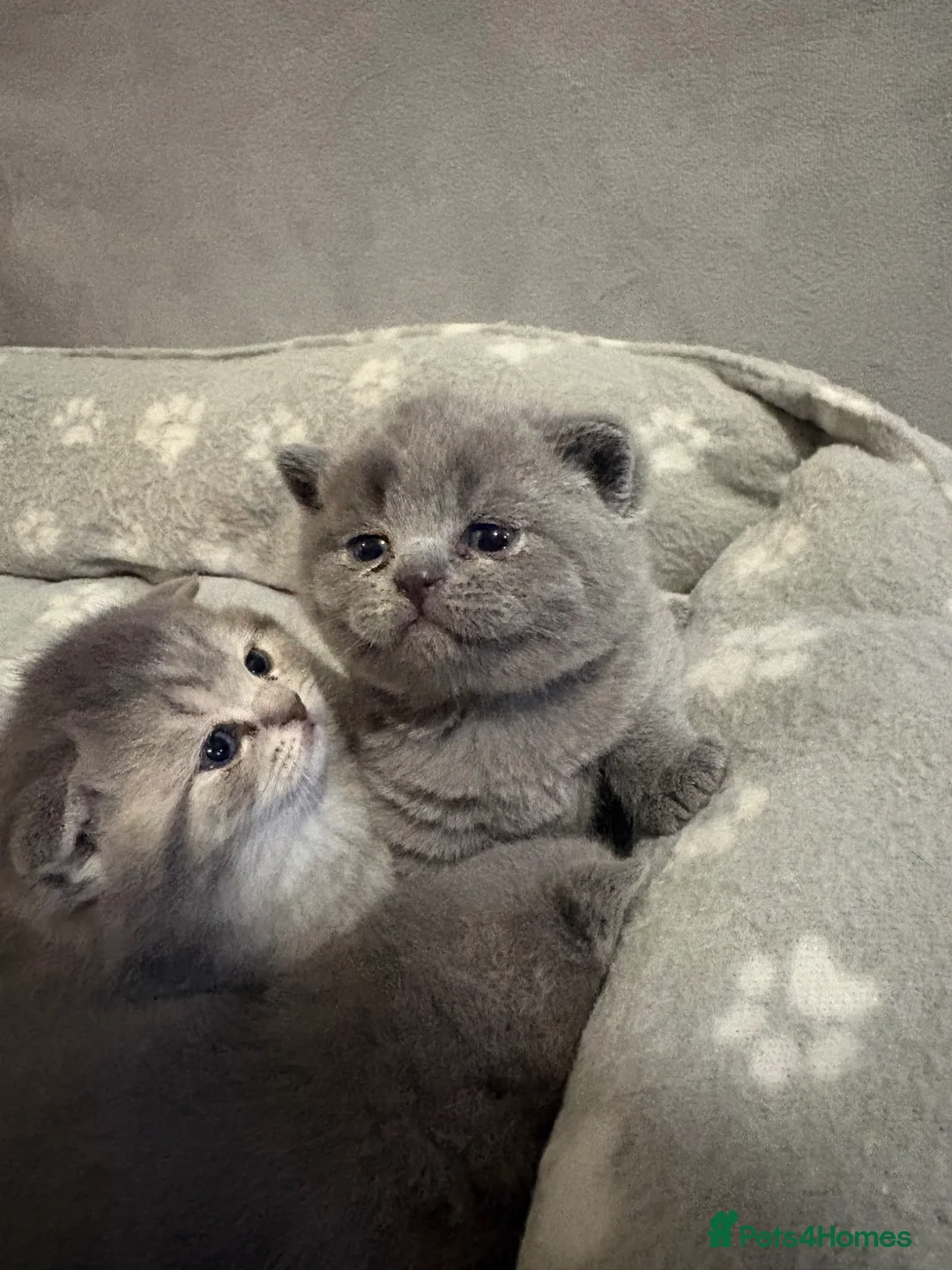 Scottish Fold cats for sale: Scottish fold kittens  - Advert 7