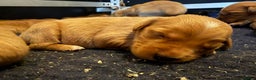 Golden Retriever dogs for sale: Top quality litter - Advert 2
