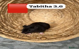 Hamster rodents for sale: Beautiful baby hamsters. Syrian and Russian Dwarf - Image 17
