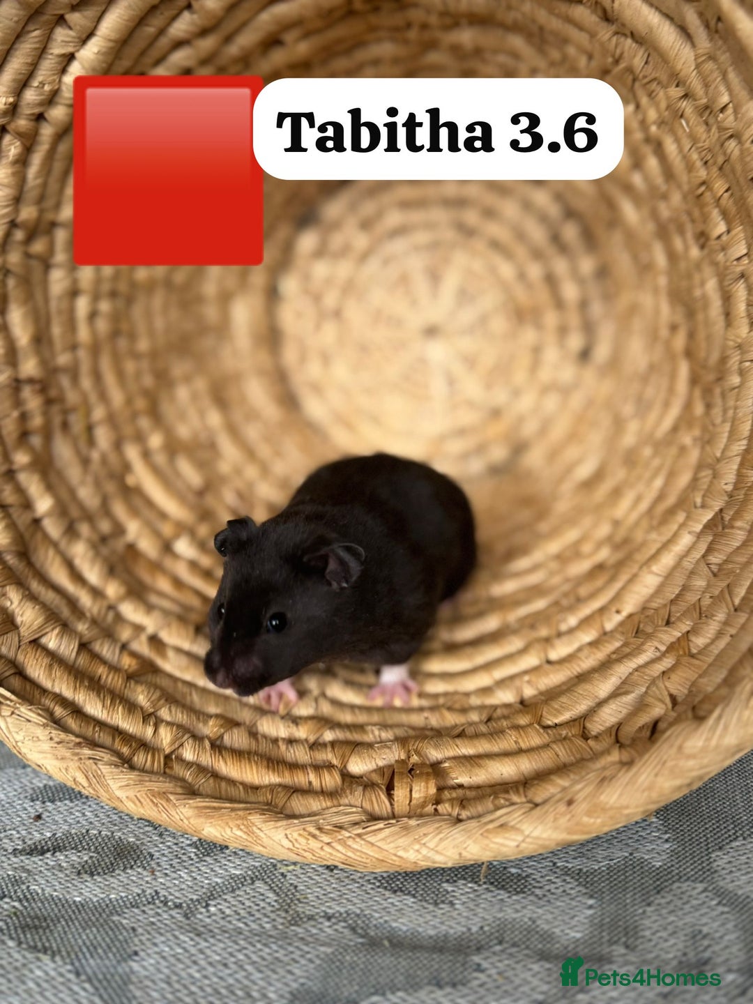 Hamster rodents for sale: Beautiful baby hamsters. Syrian and Russian Dwarf - Image 17