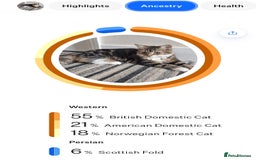 Mixed Breed cats for sale: Stunning girl looking for a loving home - Image 7