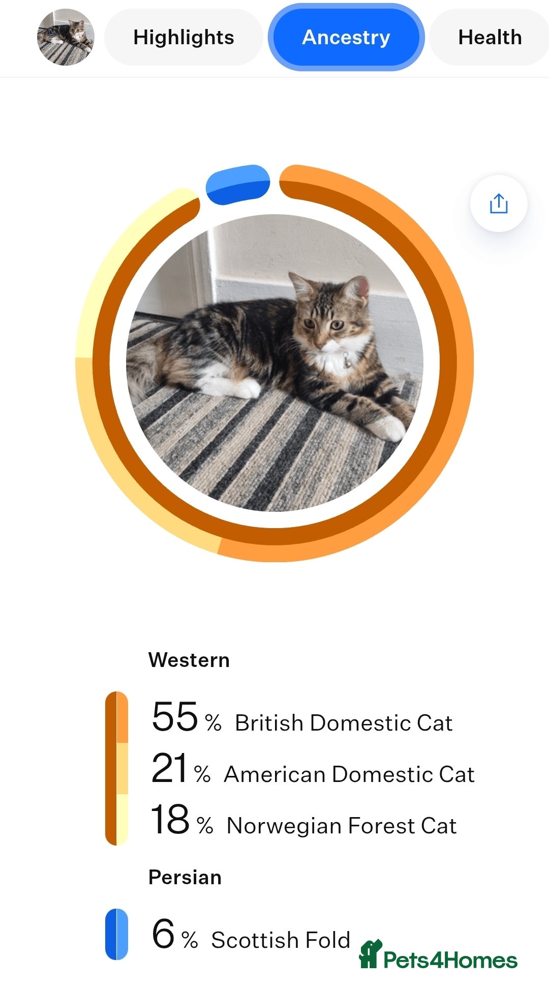 Mixed Breed cats for sale: Stunning girl looking for a loving home - Image 7
