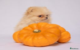 Pomeranian dogs for sale: True to type Pomeranian Puppies  - Image 7