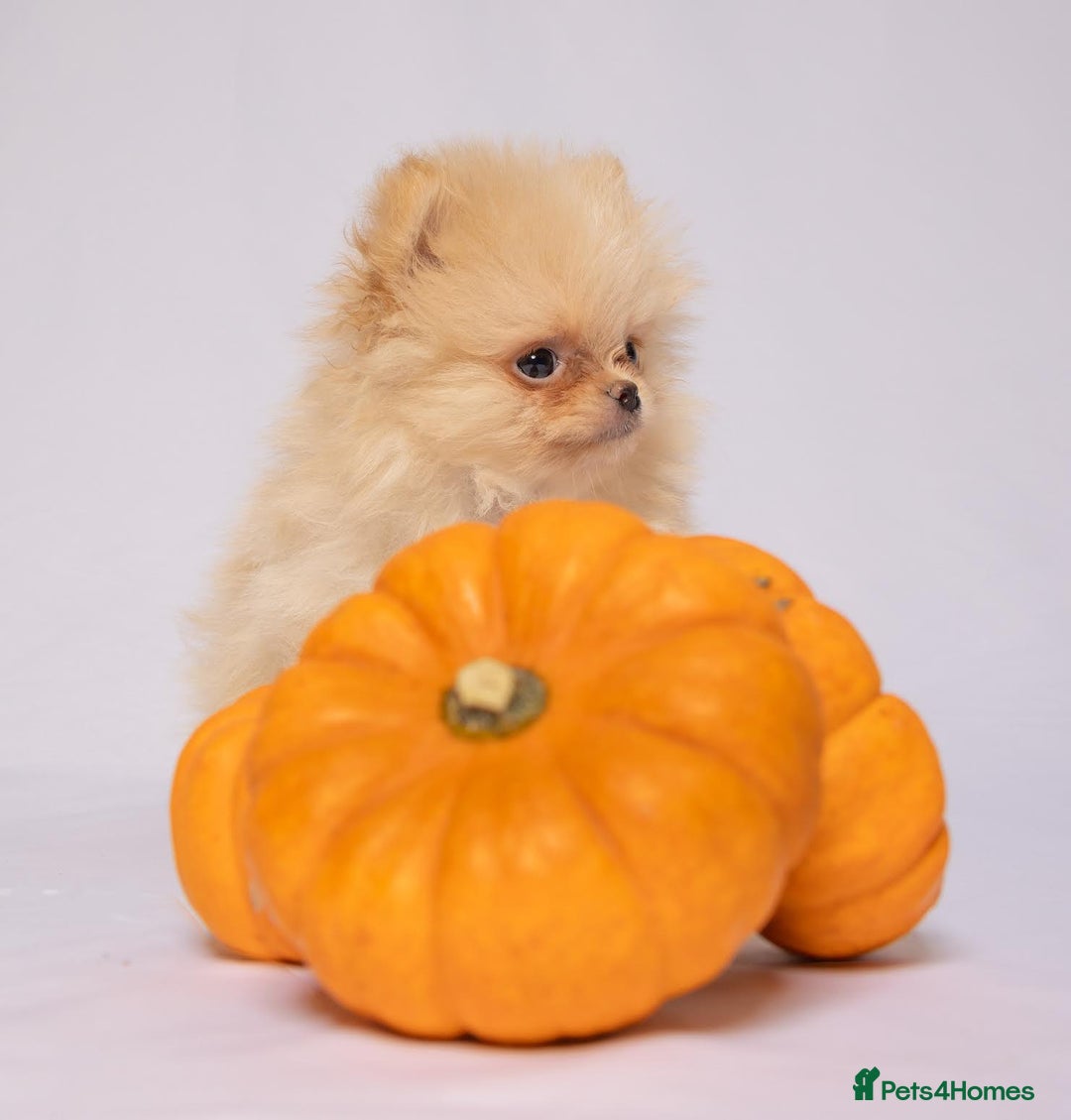 Pomeranian dogs for sale: True to type Pomeranian Puppies  - Image 7