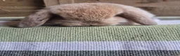Mini Lop rabbits for sale: Mini lop babies - Advert 12