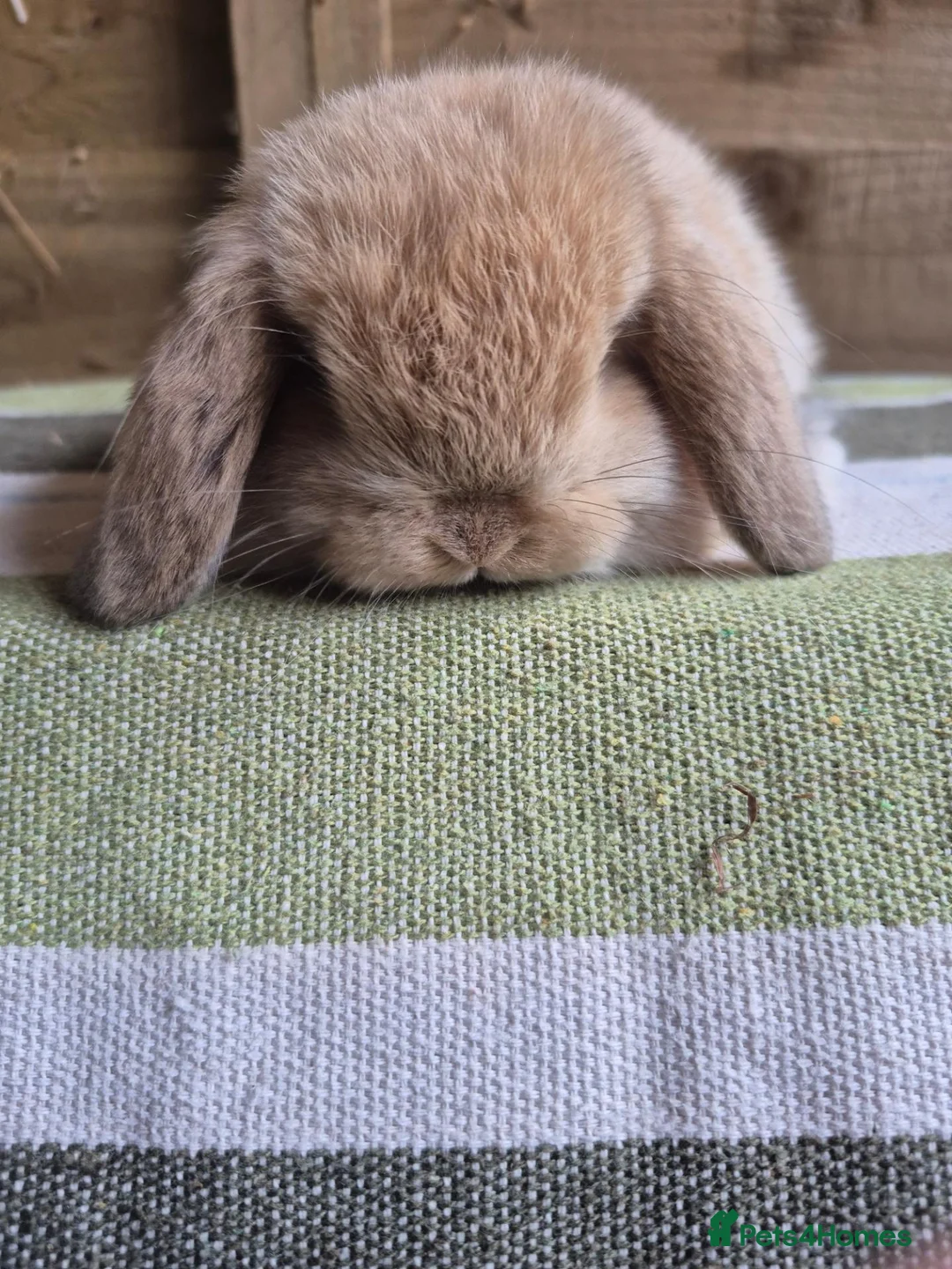 Mini Lop rabbits for sale: Mini lop babies - Advert 12