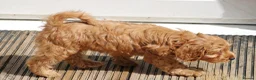 Cockapoo dogs for sale: Boy and girl  - Advert 11