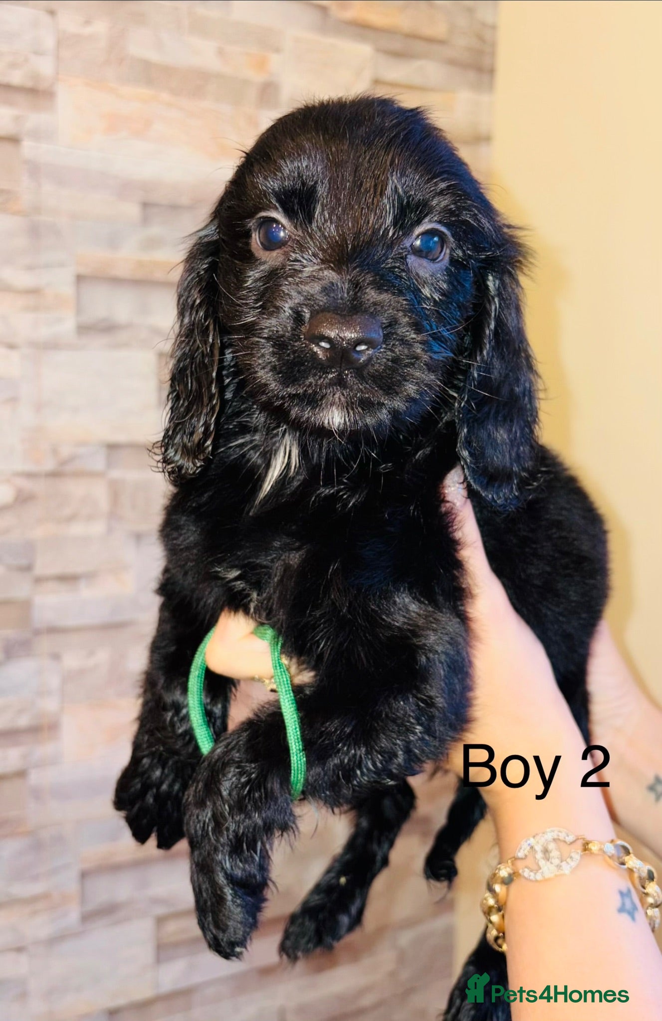 Cavapoo dogs Adorable Cavapoo puppies ready to leave  - Advert 17