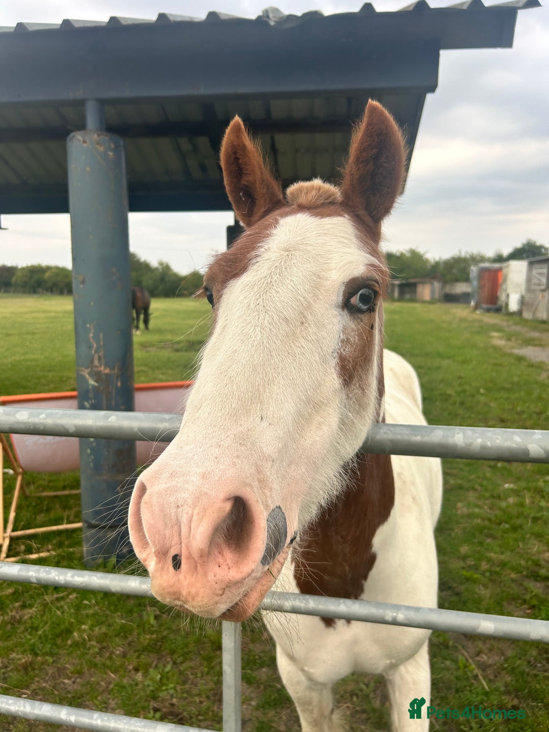 Other Breed horses for sale: Mini Cob for Sale  in Abingdon - Image 2